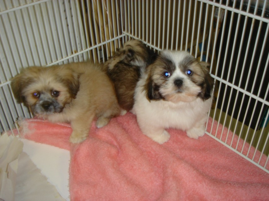 patiences, puppies, boston, terrier, dog, show, patiences-puppies, townsend, de, delaware