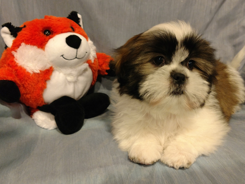 patiences, puppies, king, charles, dog, breeder, townsend, de, delaware, puppies, for, sale, patiences-puppies, dog-breeder, puppies, pups, usda, inspected, inspection, records, for sale